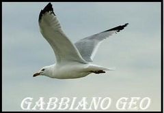 Immagine profilo di gabbianogeo5
